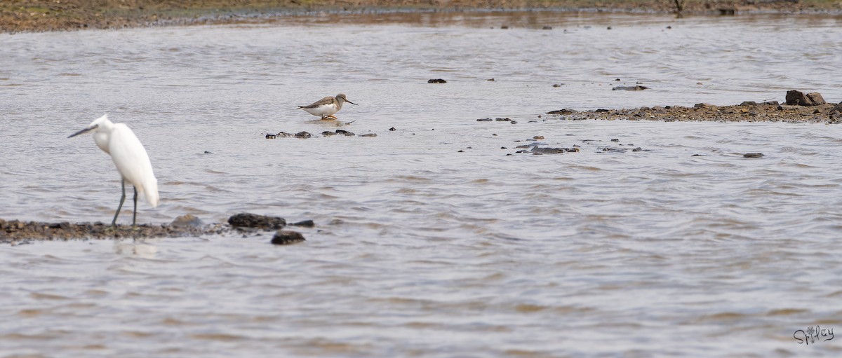 Мородунка - ML645645947