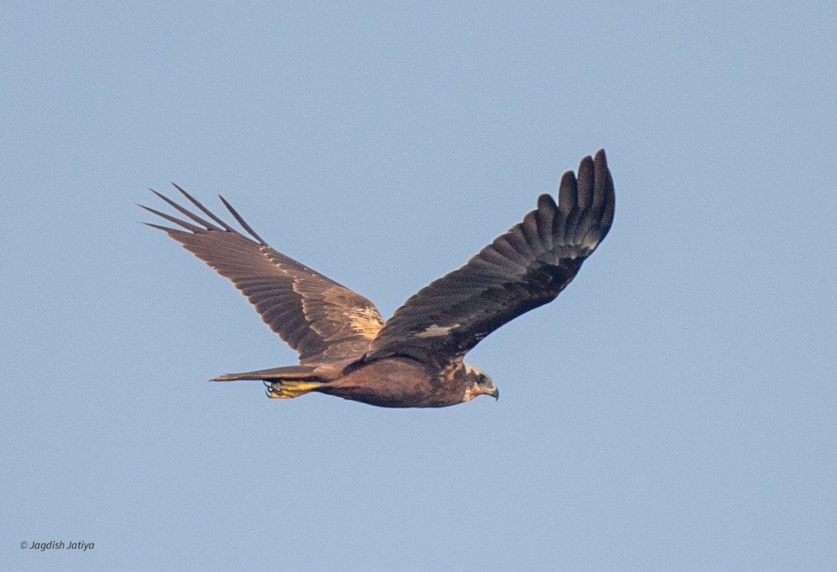 Болотный лунь - ML645645948