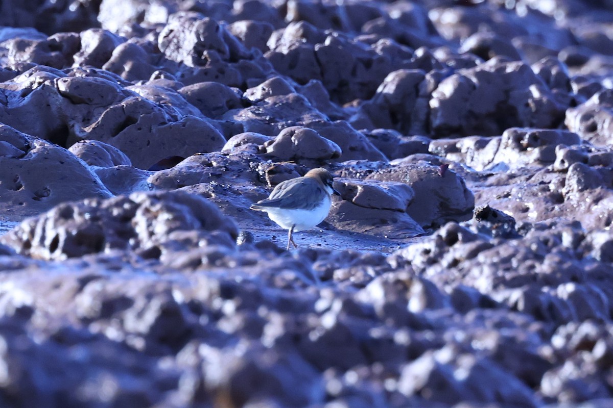 Толстоклювый зуёк - ML645645949