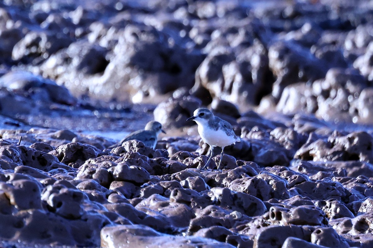 Толстоклювый зуёк - ML645645950