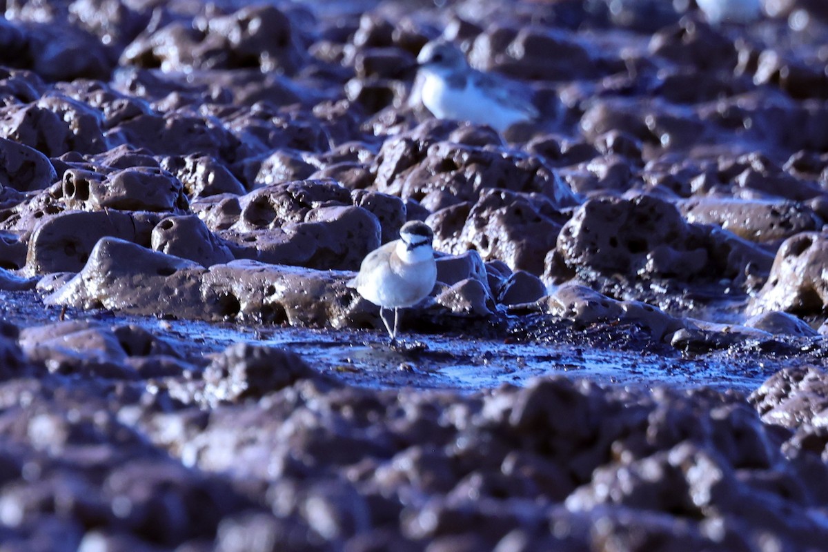 Толстоклювый зуёк - ML645645951