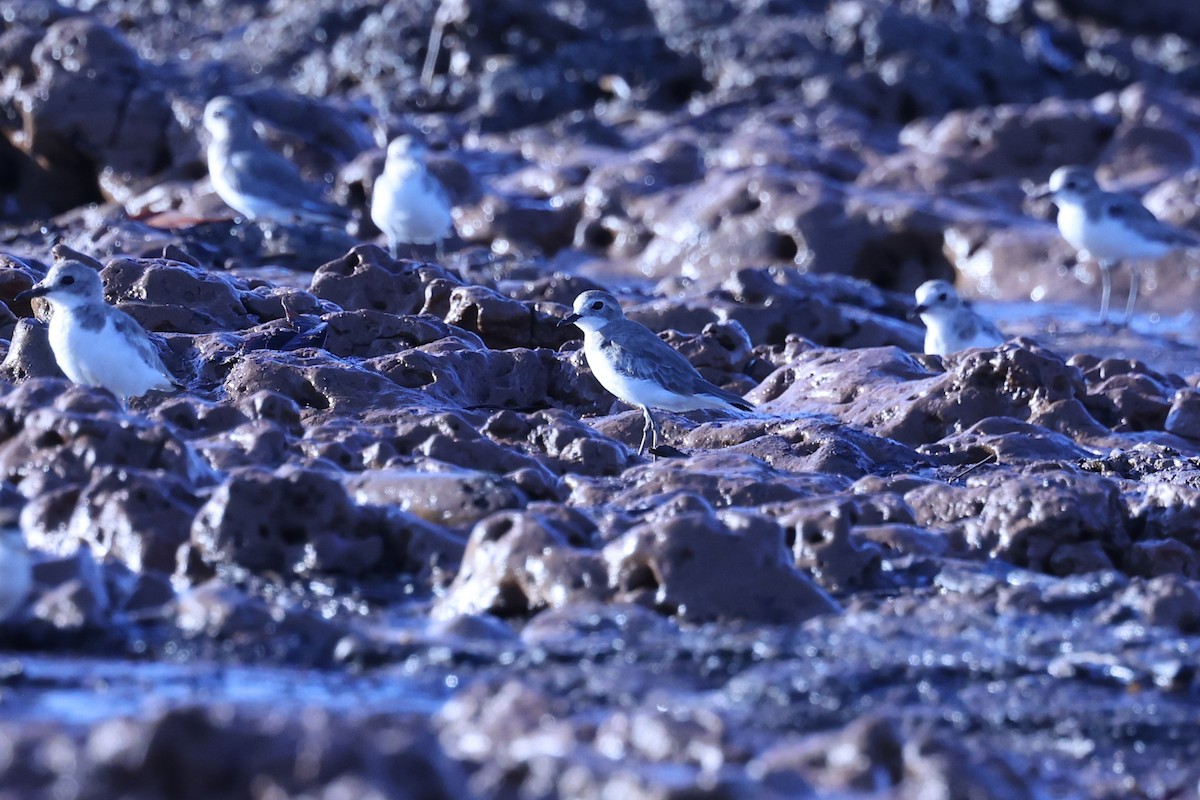 Толстоклювый зуёк - ML645645952