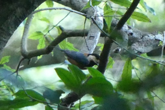 Тиссовая синица - ML645645953