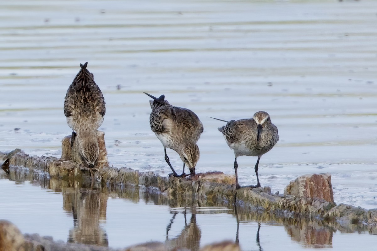 Дутыш - ML645645955