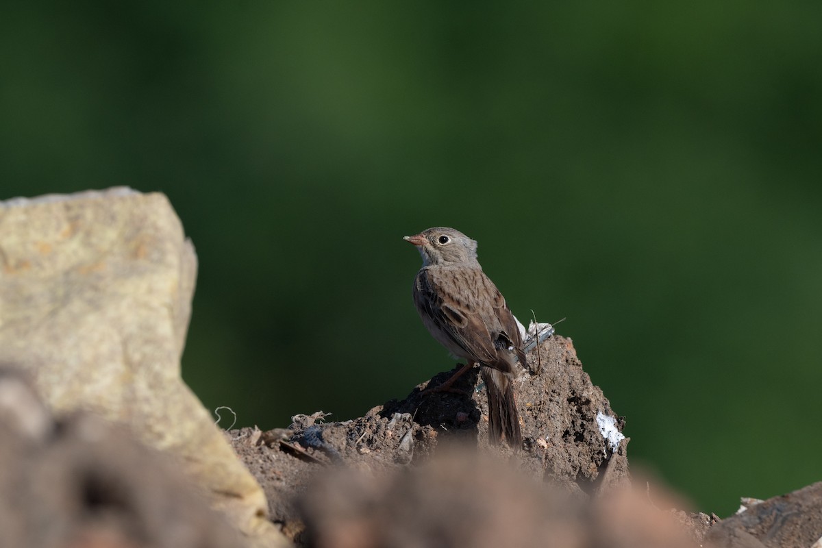 Gray-necked Bunting - ML645645967