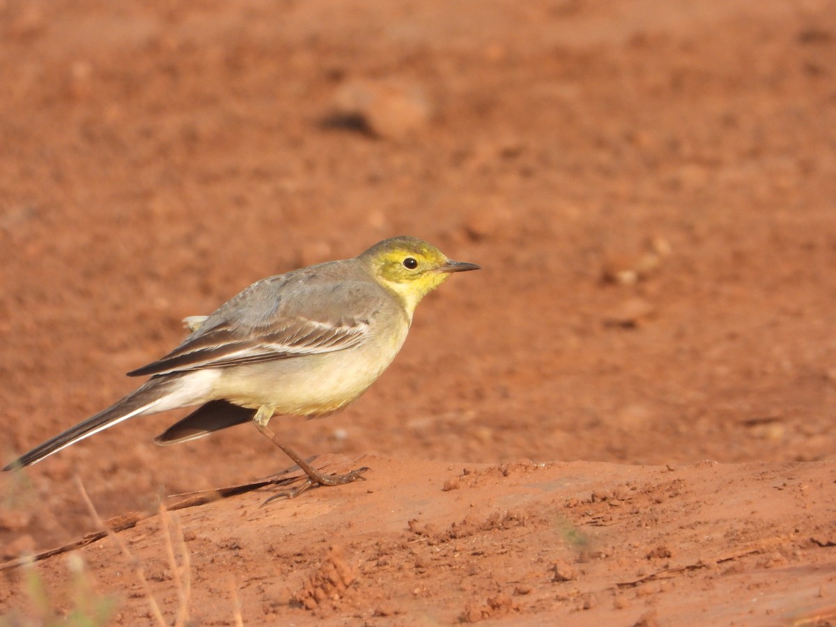 Шар түрүүт цэгцгий - ML645645972