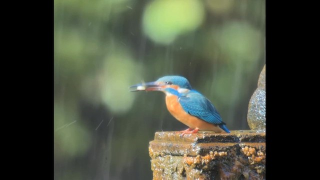 Зимородок - ML645645976