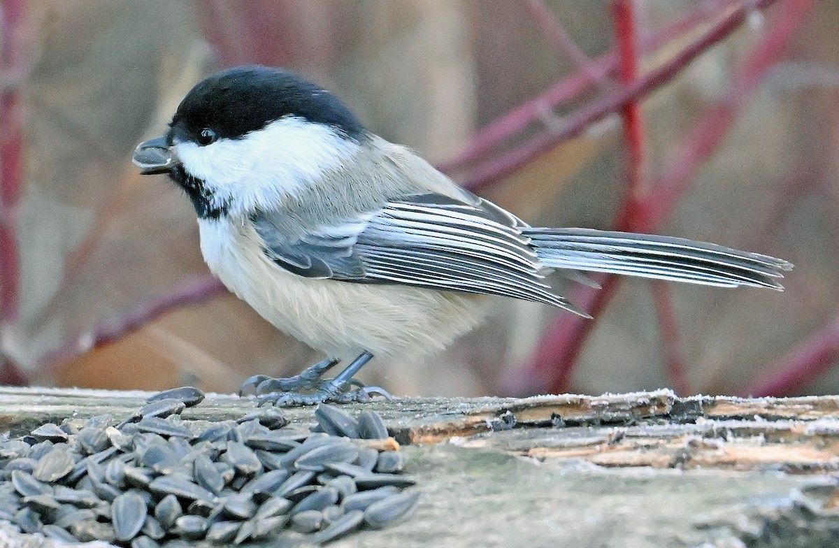 Mésange à tête noire - ML645645978