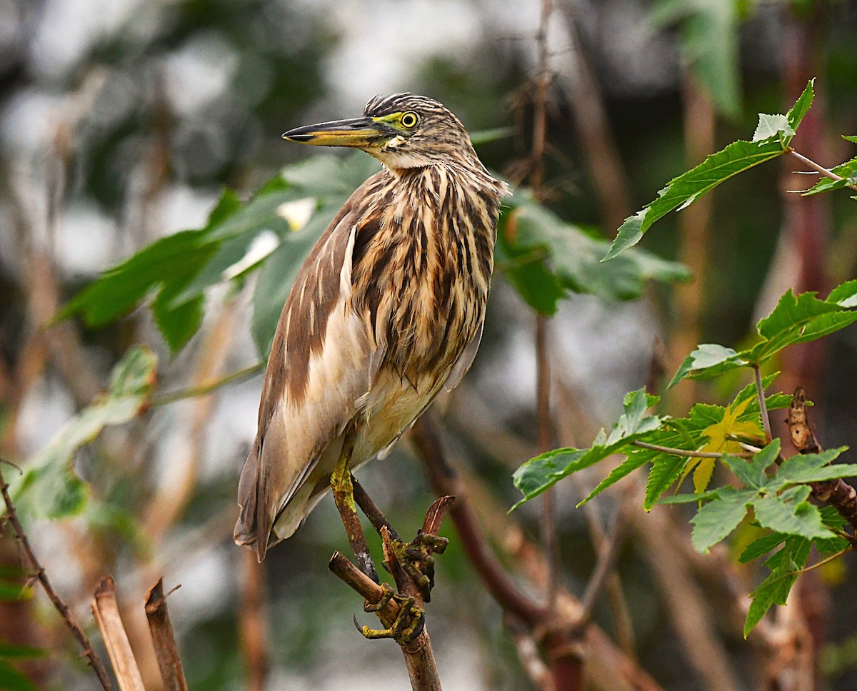 Indian Pond-Heron - ML645645991