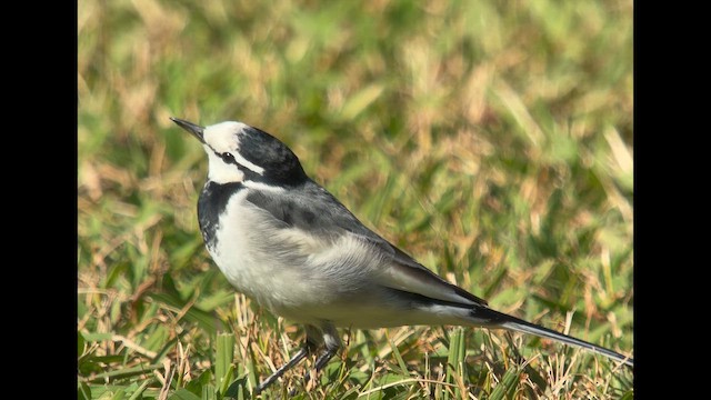 Белая трясогузка - ML645646000