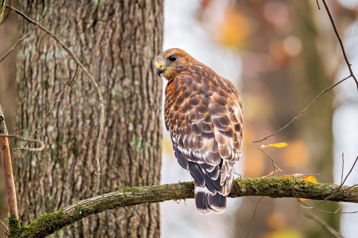 Red-shouldered Hawk - ML645646006