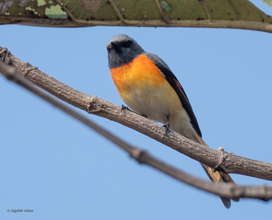 Zwergmennigvogel - ML645646007