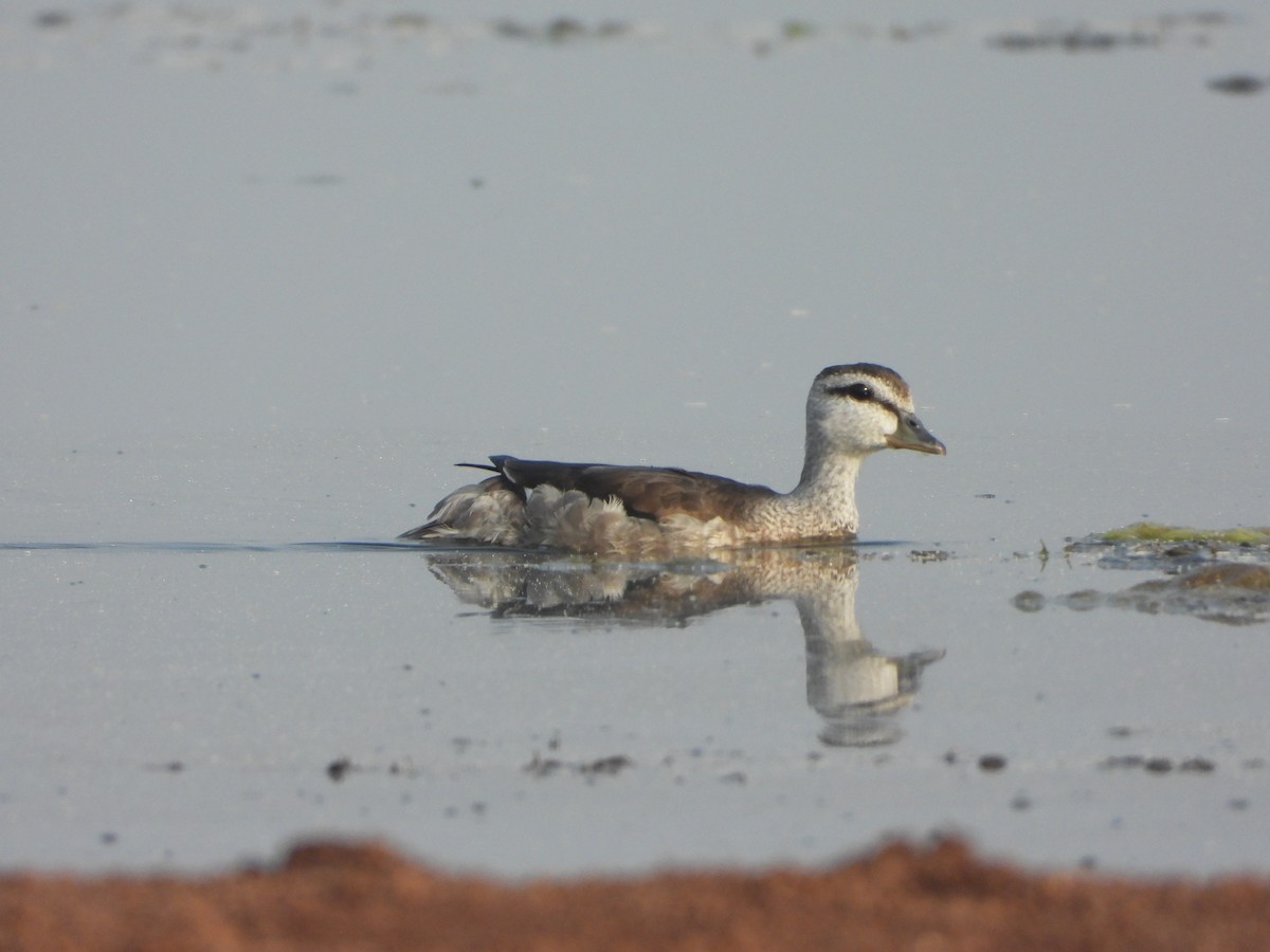 Cotton Pygmy-Goose - ML645646011