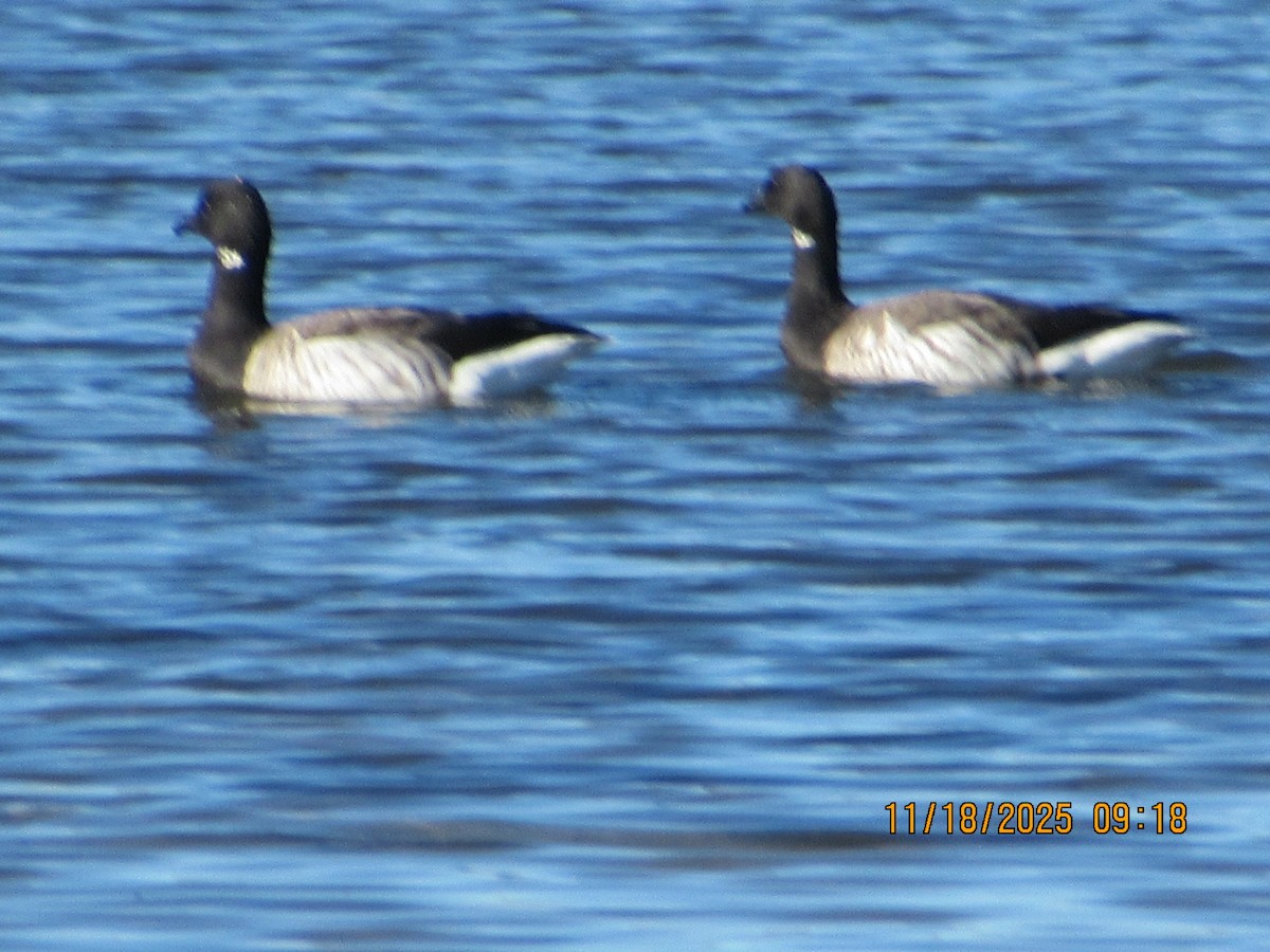 Brant - ML645646014