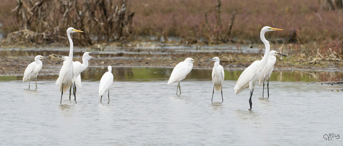 カラシラサギ - ML645646031