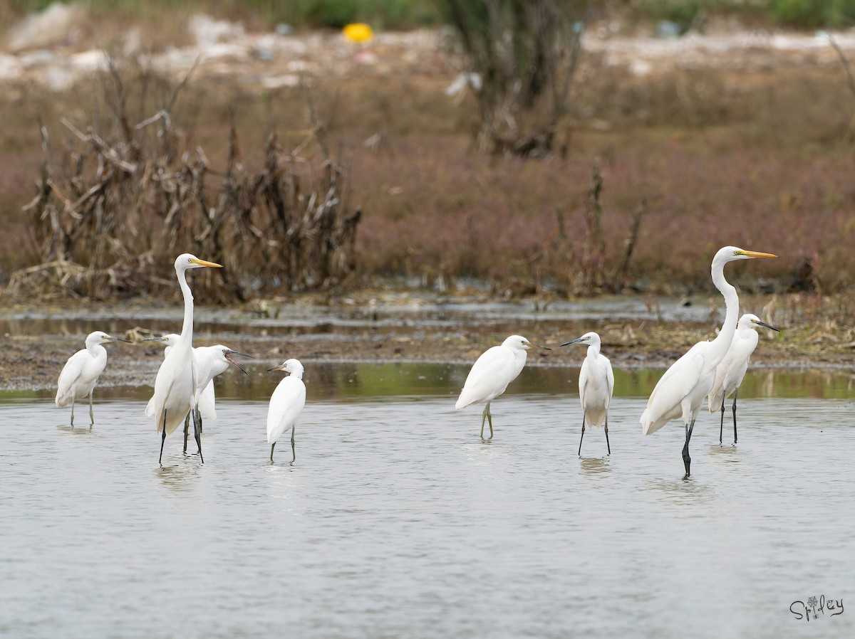 カラシラサギ - ML645646032