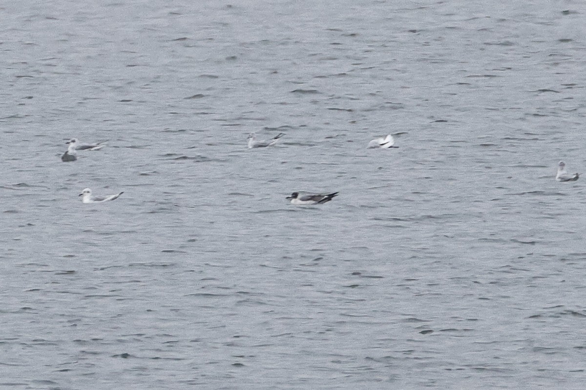 Franklin's Gull - ML645646036