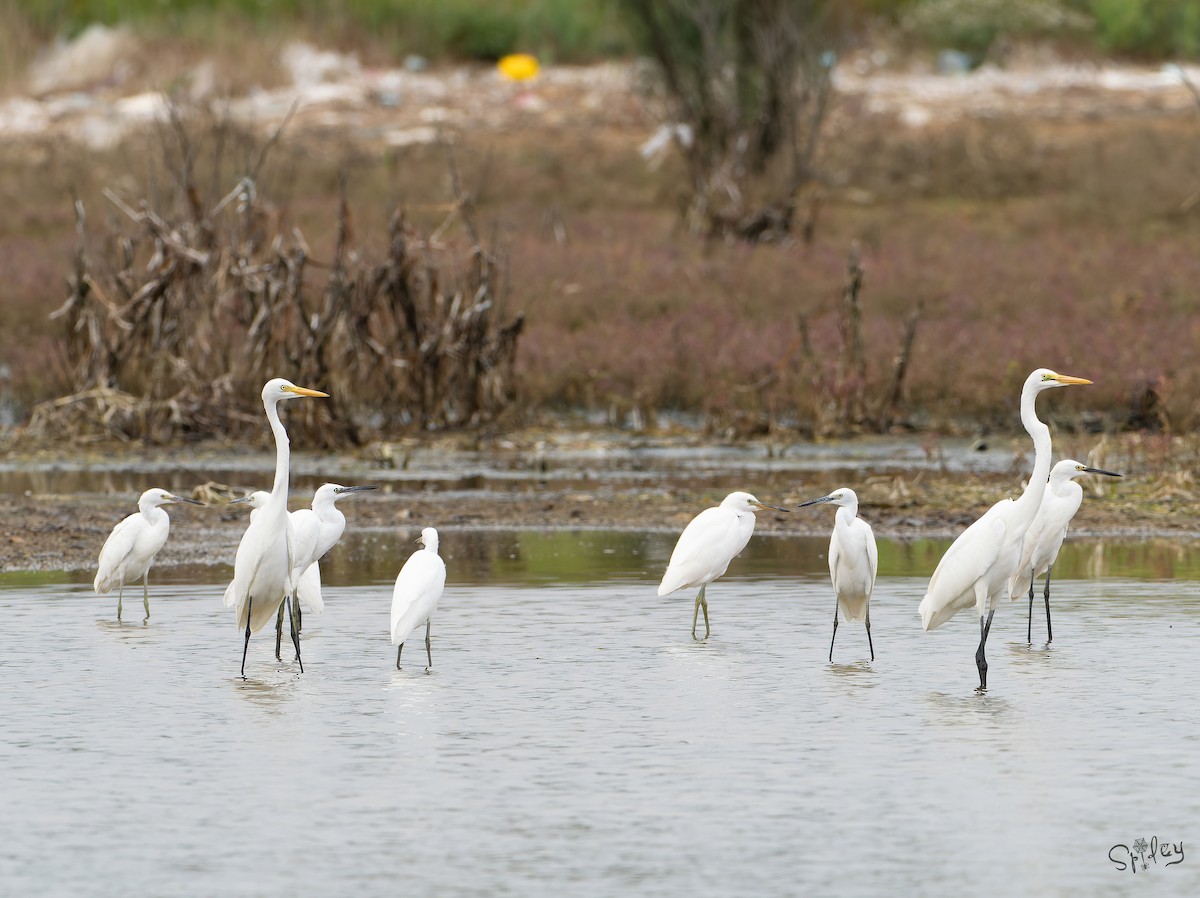 カラシラサギ - ML645646045