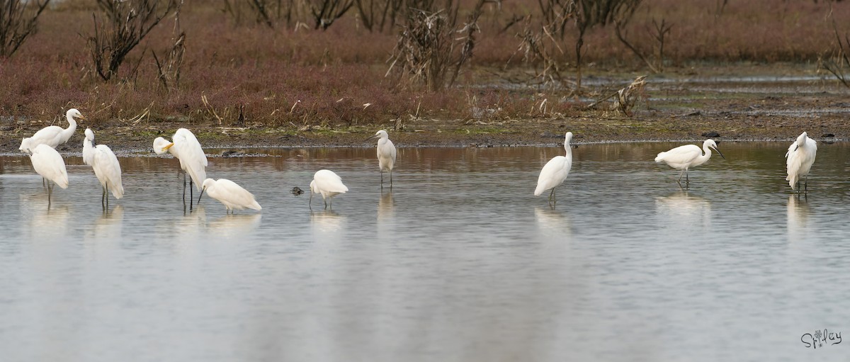 カラシラサギ - ML645646053