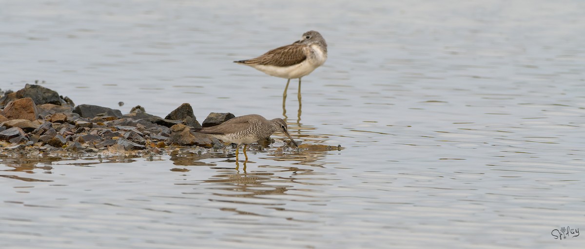 黃足鷸 - ML645646068