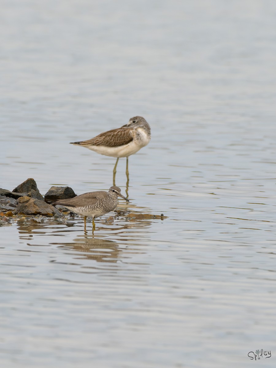 Playero Siberiano - ML645646078