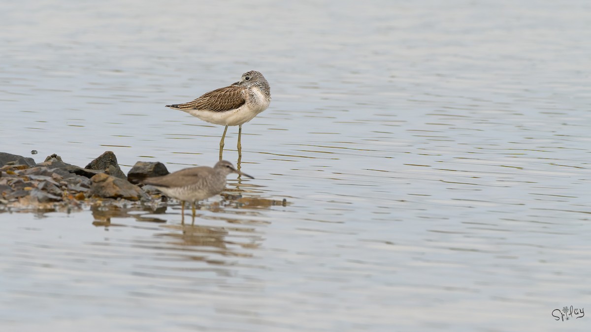 青足鷸 - ML645646080