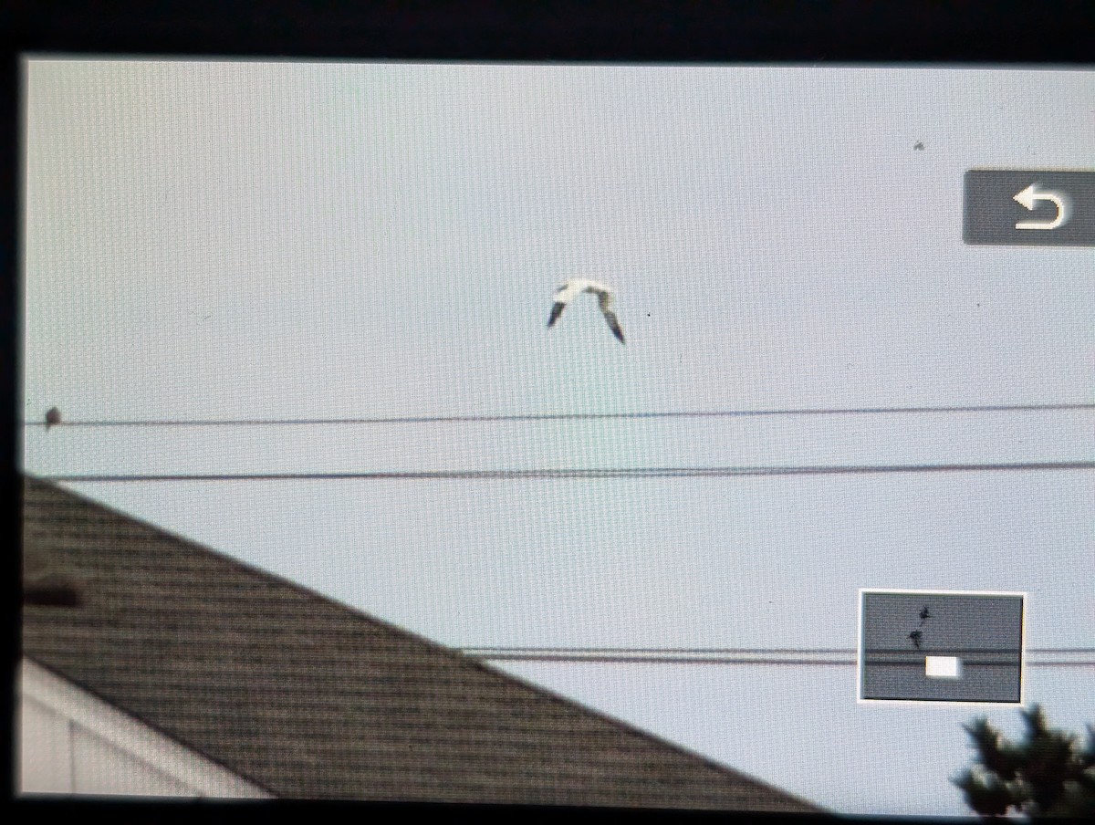 סולה מצויה - ML645646081