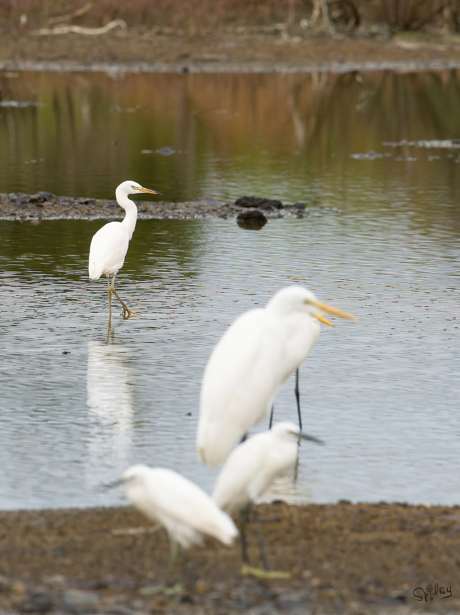 カラシラサギ - ML645646099