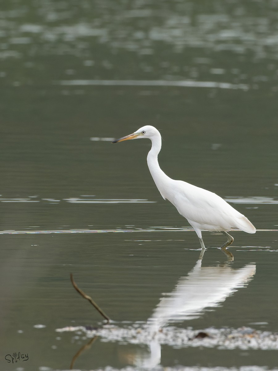 カラシラサギ - ML645646100