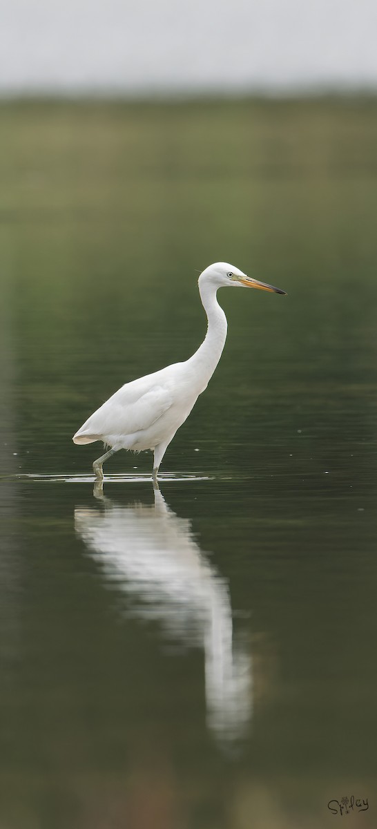 カラシラサギ - ML645646101