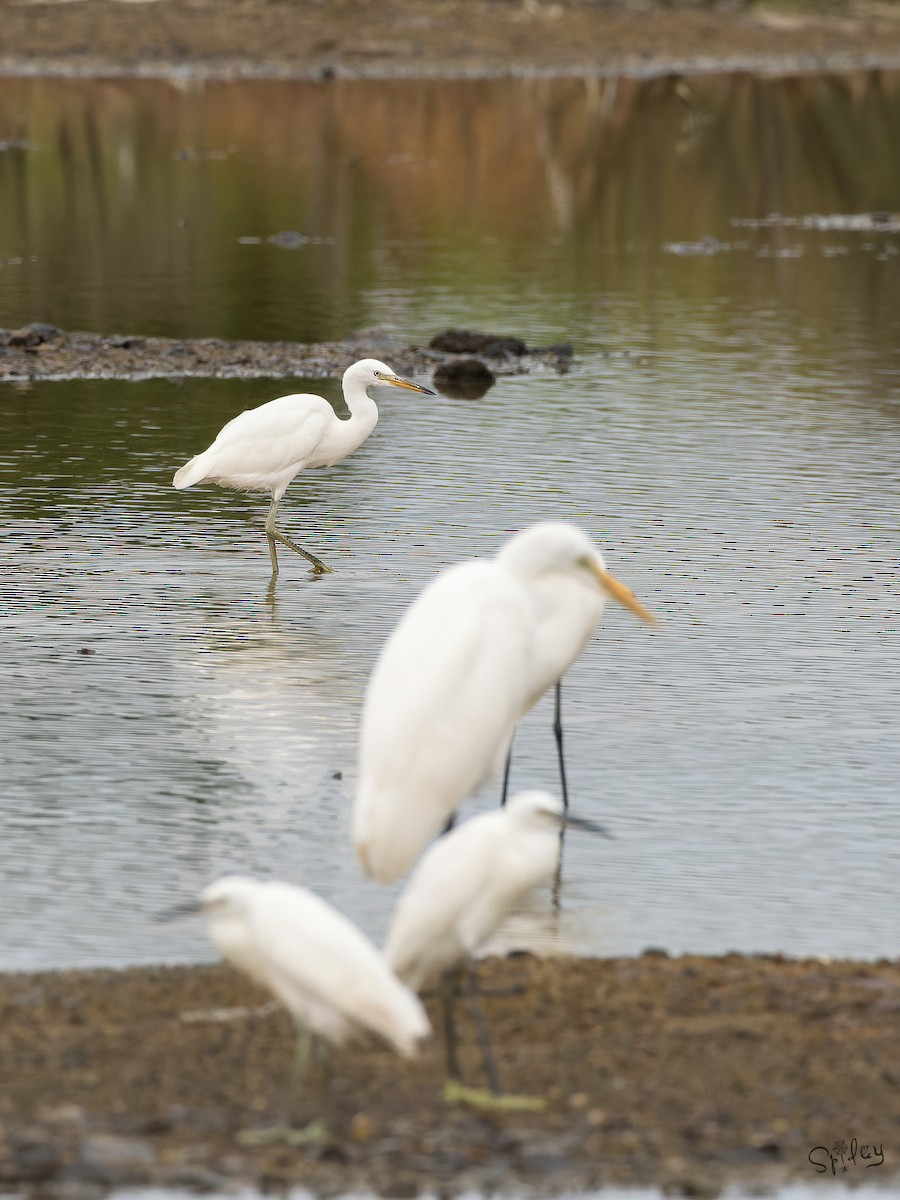 カラシラサギ - ML645646102