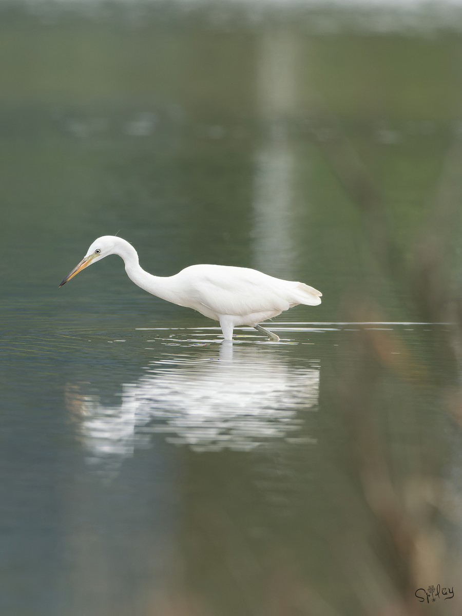 カラシラサギ - ML645646103