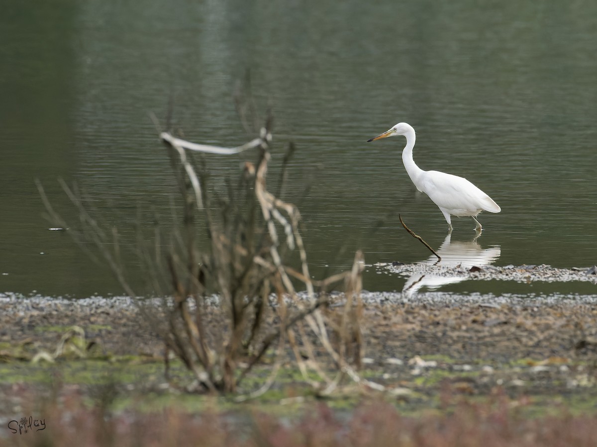 カラシラサギ - ML645646104