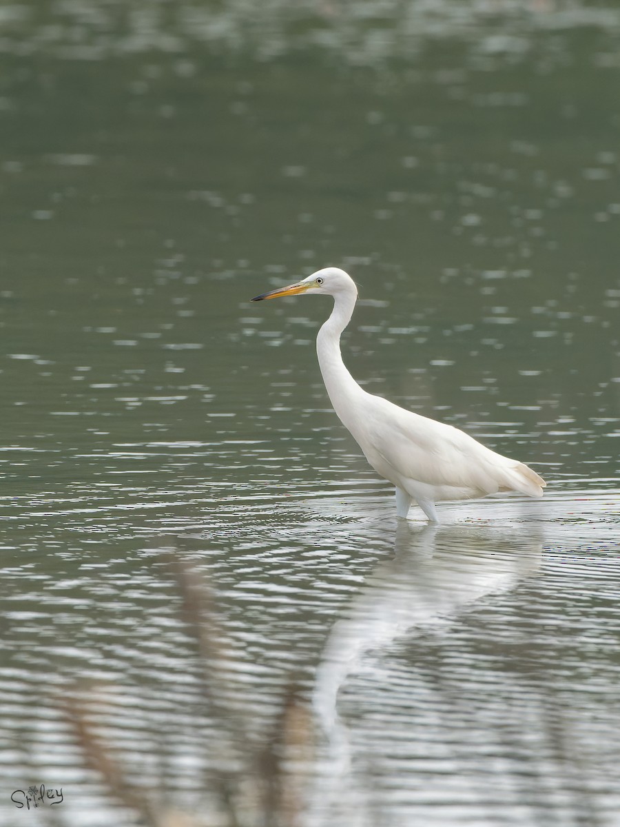 カラシラサギ - ML645646105