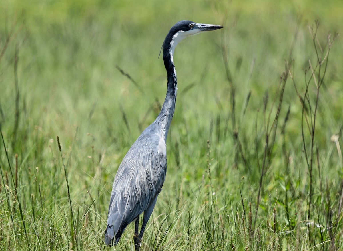 Héron mélanocéphale - ML645646114