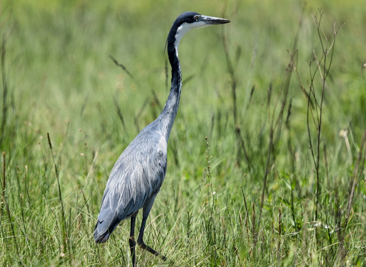 Héron mélanocéphale - ML645646115