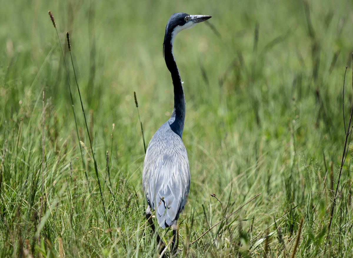 Héron mélanocéphale - ML645646116