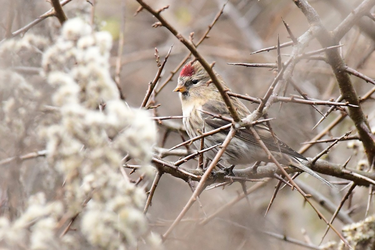 Redpoll (Common) - ML645646126