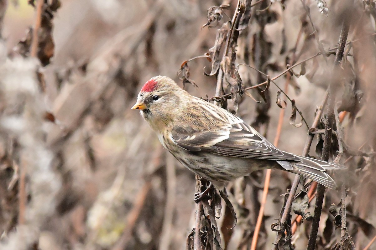 Redpoll (Common) - ML645646127