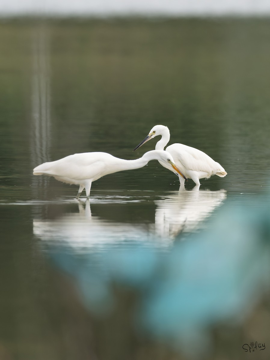 カラシラサギ - ML645646142