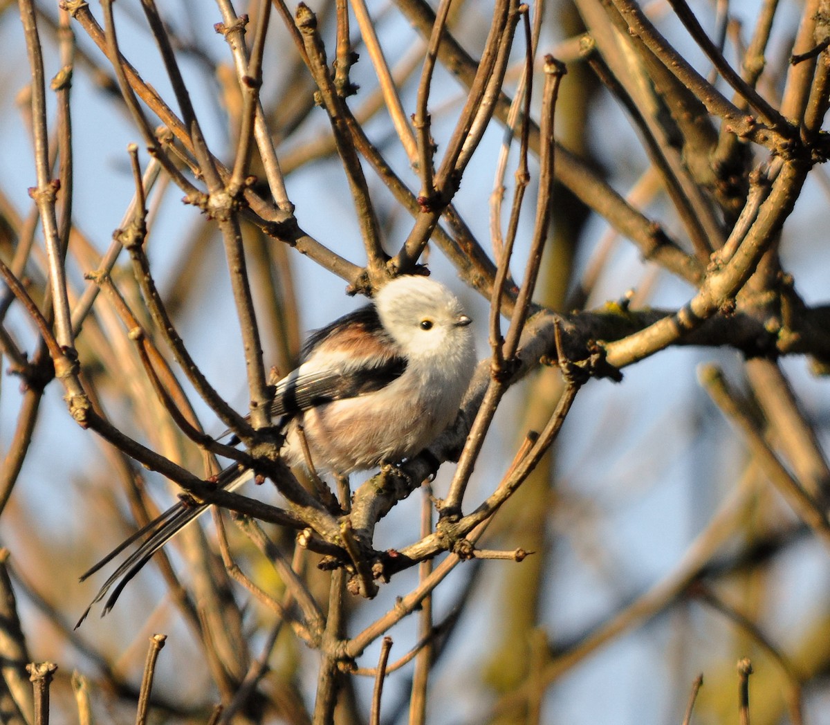 Long-tailed Tit - ML645646153