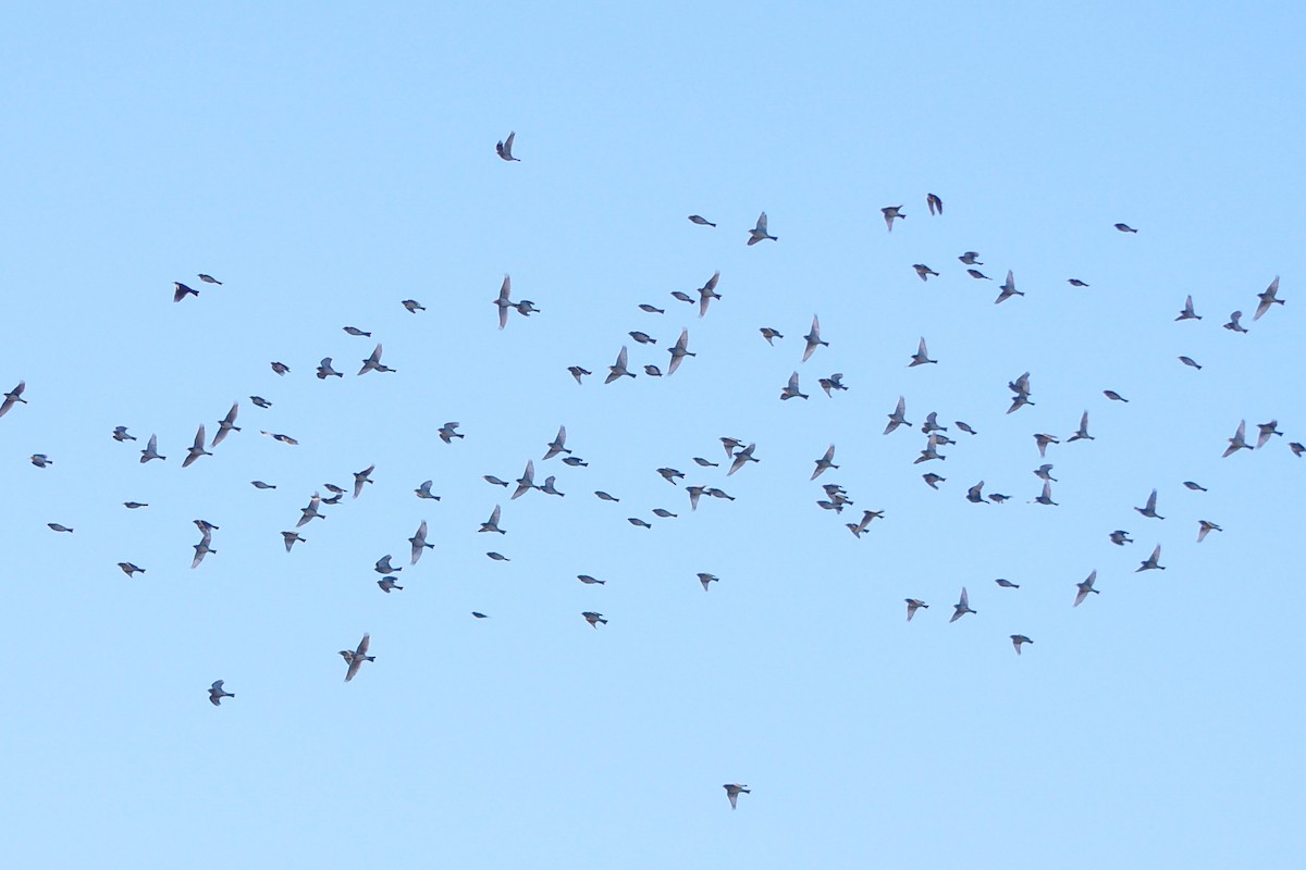 Corn Bunting - ML645646164