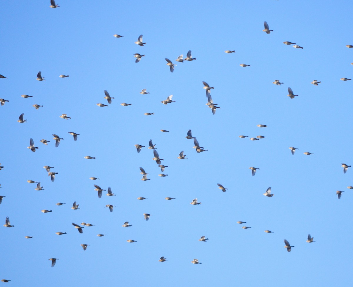 Corn Bunting - ML645646165
