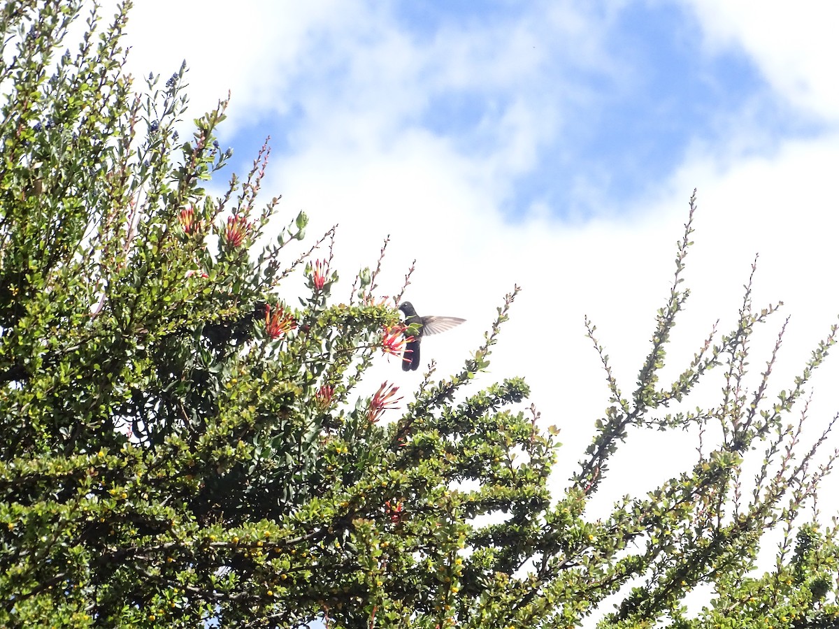 Black Metaltail - ML645646166