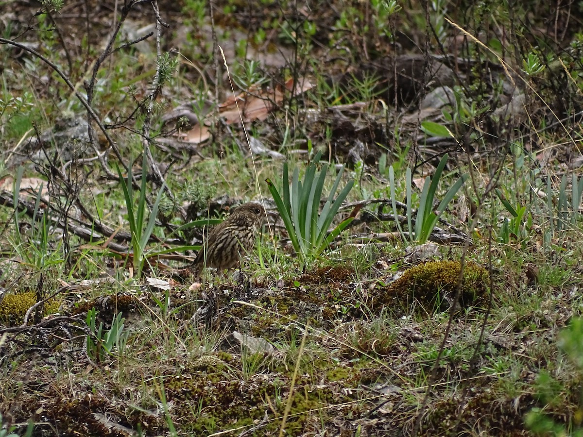 Stripe-headed Antpitta - ML645646169