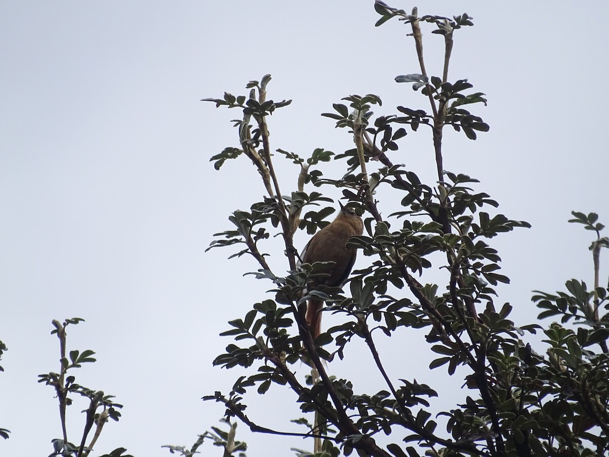 Tawny Tit-Spinetail - ML645646180