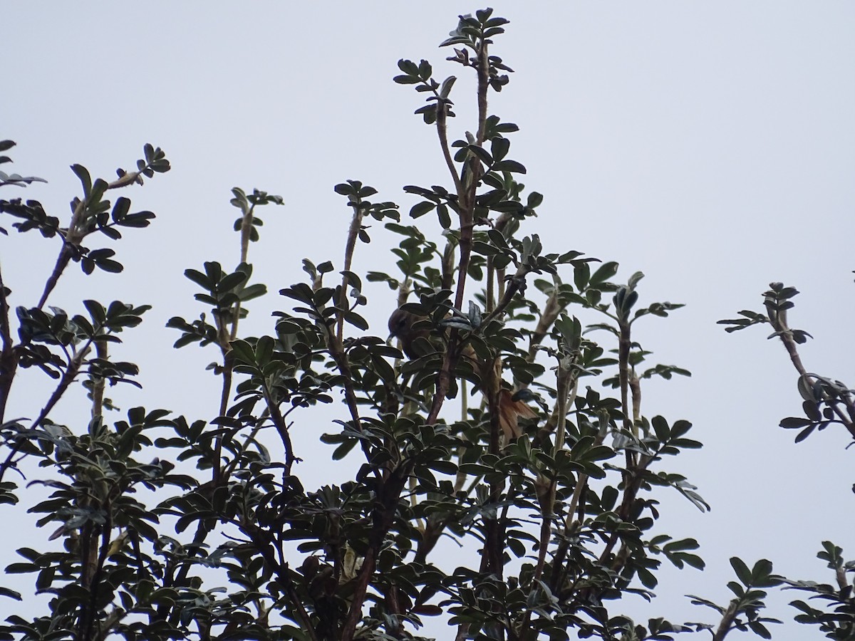 Tawny Tit-Spinetail - ML645646181