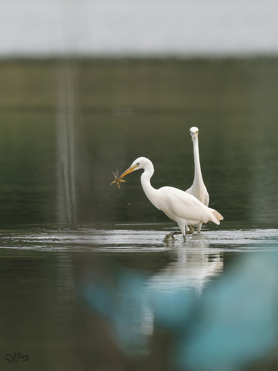 Chinese Egret - ML645646182