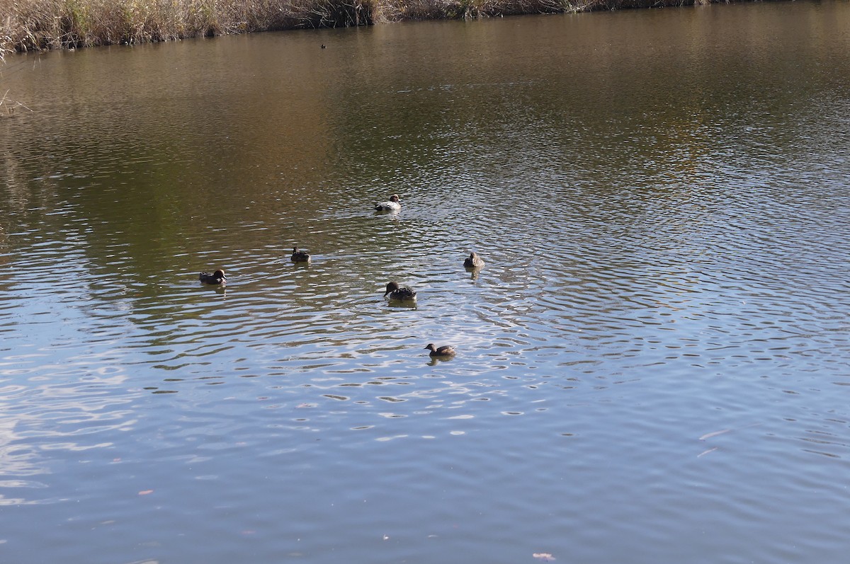 Eurasian Wigeon - ML645646184