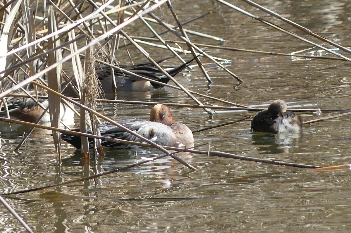 Eurasian Wigeon - ML645646187